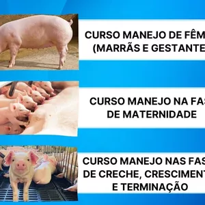 Imagem de Curso Completo de Manejo em Suinocultura criado por Dra. Melissa Mendes na hotmart