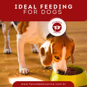 Cover image for Ebook EBOOK: Ideal Feeding For Dogs