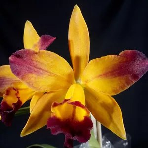 Curso Cultivo de Orquídeas Para Iniciantes Com Técnicas Profissionais - Orquídeas e Afins