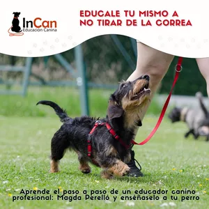 Imagen de portada para Curso online Enseña tu mismo a no tirar de la correa al perro
