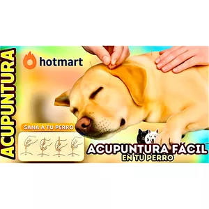 Imagen de portada para Curso online ACUPUNTURA FÁCIL EN TU PERRO. DR. VICENTE CALDERÓN