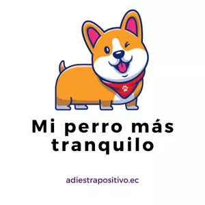 Imagen de portada para Curso online MI PERRO MAS TRANQUILO