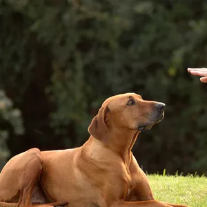 Imagem de capa para o Curso online Domine o Comportamento do seu Cachorro de Raça com Nosso Curso Online de Adestramento