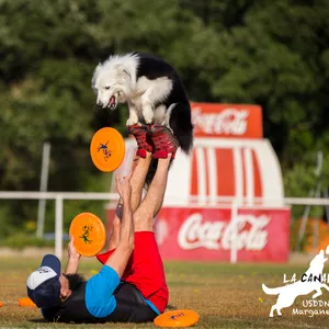 Imagen de portada para Curso online DiscDog (FootStall)