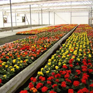 Imagem de capa para o Curso online O melhor cultivo de flores