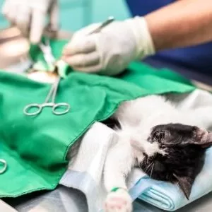 Imagen de portada para Curso online Certificado + 8 Masterclass de Cirugía en Tejidos Blandos 2022