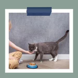 Imagem de capa para o Ebook Charlie: O Gatinho Brincalhão 