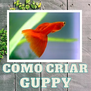 Imagem de capa para o Ebook Como Criar Guppy