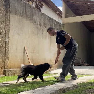 Imagem de capa para o Curso online Primeiro passo: como ensinar seu cão a usar a coleira do jeito certo