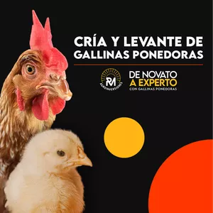 Imagen de portada para Curso online Cría y Levante de Gallinas Ponedoras