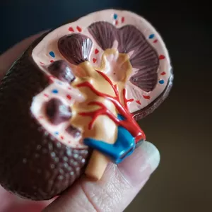 Imagen de portada para Curso online Protege tus funciones renales 