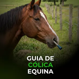Imagem do curso Guia de Cólica Equina no Campo