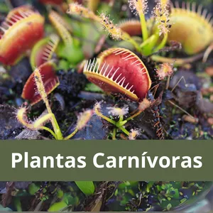 Imagen de portada para Curso online Plantas Carnívoras