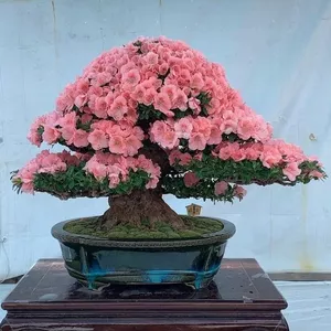 Imagem de capa para o Curso online Bonsai Espécies - Azaléia