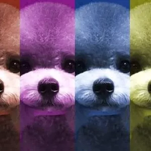 Imagem de capa para o Curso online Master Groomer Expert