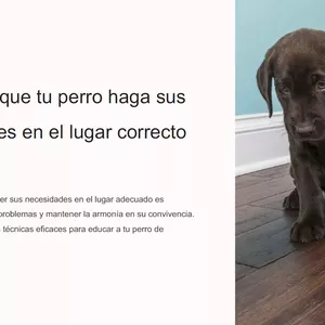 Imagen de portada para Curso online Guía para que tu perro haga sus necesidades en el lugar correcto