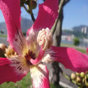 Imagem do curso Tornando-se Jardineiro de Almas - Formação de Terapeutas Florais com foco nas Essências Filhas de Gaia