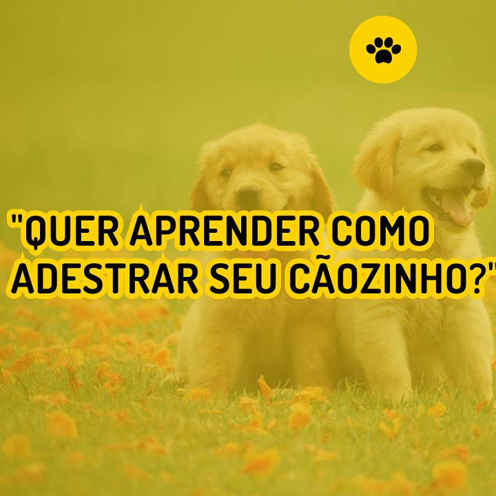 Adestre seu Cão Filhote em 6 passos simples