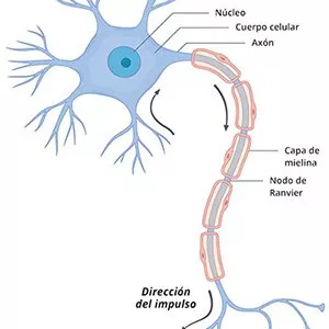 Imagem principal do produto sistema nervioso 