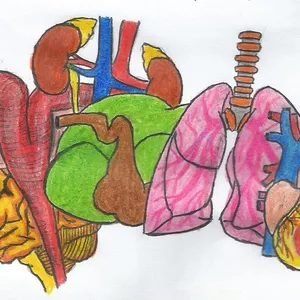 Imagem de capa para o Curso online Anatomia Topografica Comparada dos Animais Domésticos