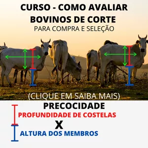 Imagem do curso Curso - Como avaliar bovinos de corte para compra e seleção