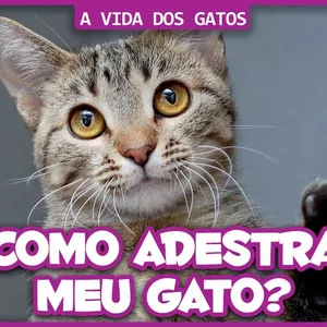 Imagem do curso Curso de Adestramento de Gatos / Como treinar seu amigo 