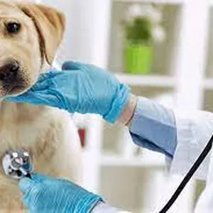 Imagen de portada para Curso online Certificado + 12 Masterclass Medicina Interna 2024