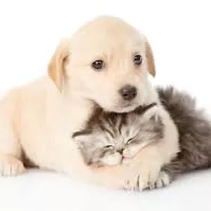 Imagem de capa para o Curso online Cuidando de Pets