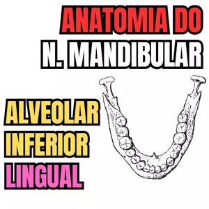 Imagem de capa para o Ebook PDF - Anatomia do nervo alveolar inferior, nervo lingual e auriculotemporal - Ramo 3 do nervo trigêmeo - Aula 75