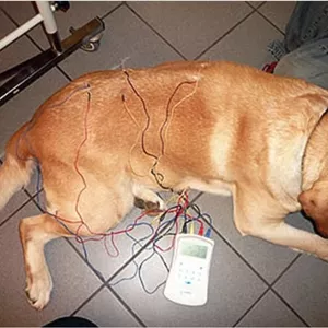 Imagen de portada para Curso online [NUEVO] Masterclass Tratamiento con Electroacupuntura