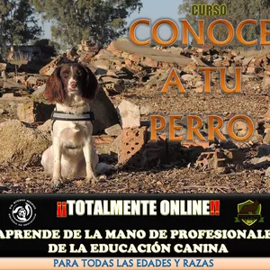 Imagen de portada para Curso online CONOCE A TU PERRO