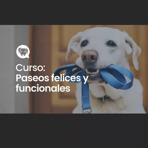 Imagen de portada para Curso online Paseos Felices y Funcionales con tu Perro