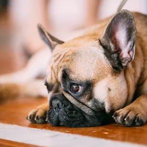 Imagem de capa para o Ebook O Que Seu Cão Não Pode Dizer: Descobrindo a Depressão