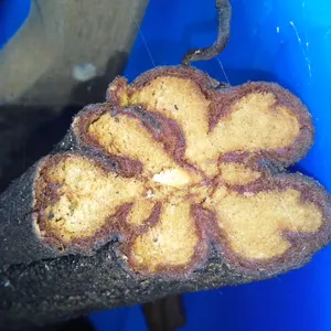 Imagem de capa para o Curso online Ayahuasca abra sua Igreja com Franquia