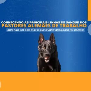 Imagem de capa para o Evento online Conhecendo as principais linhas de sangue dos Pastores Alemães de Trabalho (2)