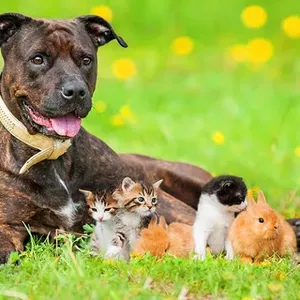 Imagem de capa para o Ebook GUIA COMPLETO PARA CUIDADOS COM O SEU PET