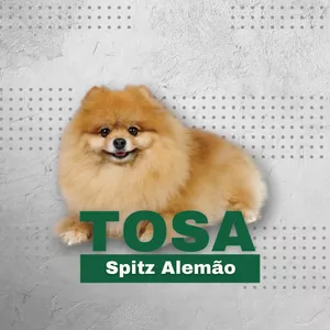 Imagem de capa para o Curso online Tosa Spitz