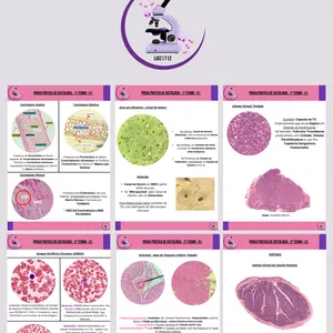 Imagem de capa para o Ebook Histologia - Material para Estudo Prático Simples e Fácil.