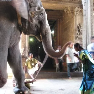 Imagen de portada para Curso online Sanando mi tribu, la relación con la Madre