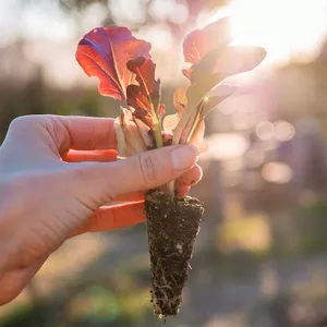 Imagen de portada para Evento online Taller Planteles Primavera y Verano