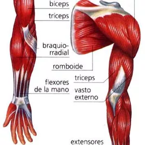 Imagem de capa para o Ebook Músculos do Braço e antebraço