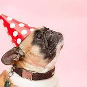 Imagen de portada para Curso online Party Pets Expert