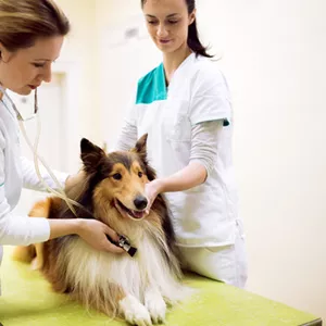 Imagem de capa para o Curso online MATRÍCULA - PRESENCIAL CURSO DE AUXILIAR VETERINÁRIO E PET SHOP