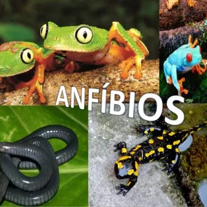 Imagem de capa para o Ebook Anfíbios, conheça as intimidades dos sapos, rãs e perecas