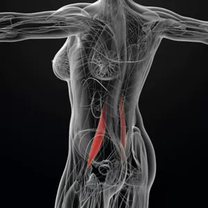 Imagen de portada para Curso online Psoas en Acción