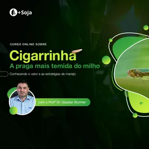 Imagem do curso Cigarrinha: a praga mais temida do milho