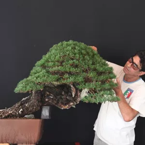 Imagem de capa para o Curso online Bonsai Especial - Pinheiro negro com M. Salvatore Liporace