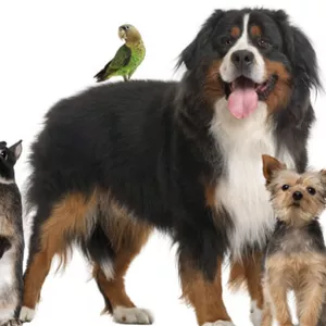 Imagem de capa para o Ebook Alimentos caseiros Para Animais 