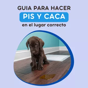 Imagen de portada para Ebook GUÍA PARA HACER PIS Y CACA EN EL LUGAR CORRECTO