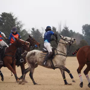 Imagen de portada para Curso online El mundo del Polo 
